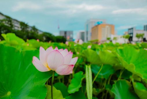 【秋田】千秋公園 蓮の花 2025 【秋田】千秋公園 蓮の花 2025の写真
