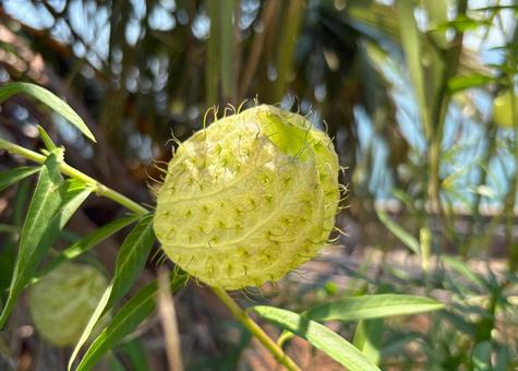 フウセントウワタ フウセントウワタ 自然,植物,風船唐綿の写真素材