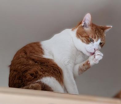 高いところで毛づくろい(茶白ねこ) 高いところで毛づくろい(茶白ねこ) 猫,ねこ,茶白の写真素材