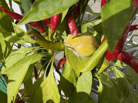 葉っぱの上の雨蛙 カエル,唐辛子,赤の写真素材
