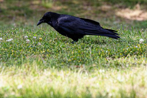 Photo, crow, dark, black bird, 