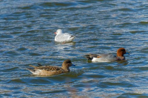 A winter waterside where Wigeon and Black-headed Gulls swim, JPG A winter waterside where Wigeon and Black-headed Gulls swim, JPG