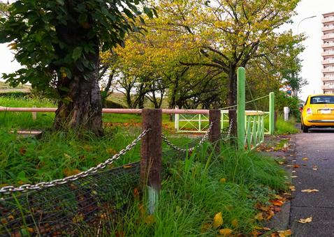 秋の舗道① 秋の舗道① 木々,河川敷,公園の写真素材