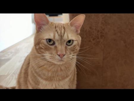 真顔猫 真顔猫の写真