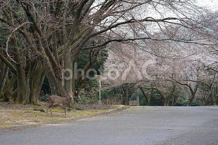 諭鶴羽ダム75　桜と野生の鹿 兵庫県,南あわじ市,諭鶴羽ダムの写真素材