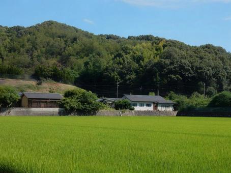 【風景写真】田んぼの様子 【風景写真】田んぼの様子 田んぼ,水田,田の写真素材