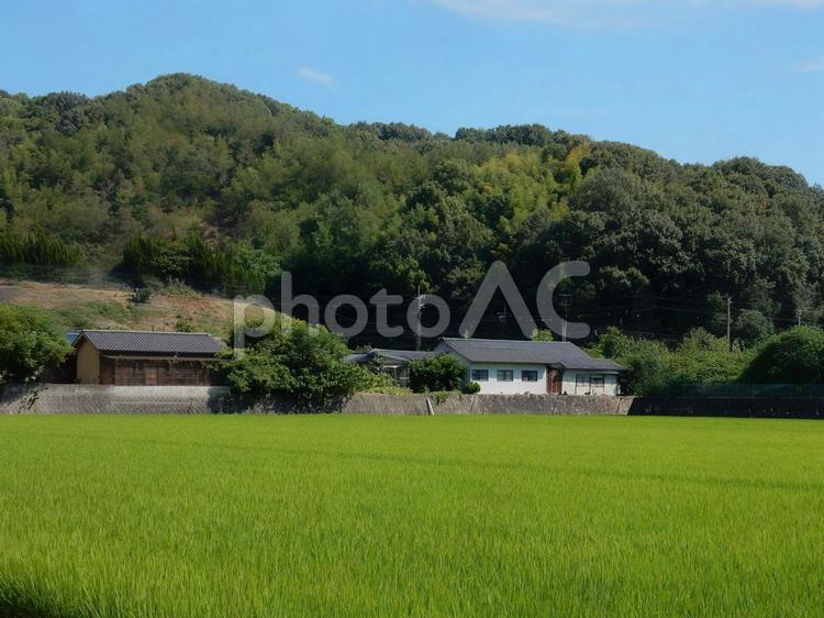 【風景写真】田んぼの様子 田んぼ,水田,田の写真素材