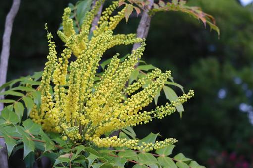 ベルベリスの黄色の花の写真