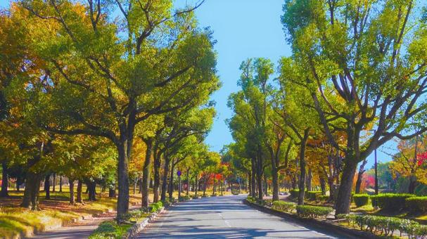 姫路城 北側道路 姫路城,白鷺城,紅葉の写真素材