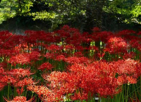 朝陽に照らされる曼殊沙華 朝陽に照らされる曼殊沙華の写真