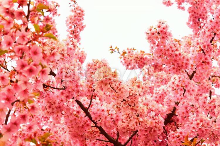 満開の河津桜　さくら 河津桜,カワヅサクラ,桜の写真素材