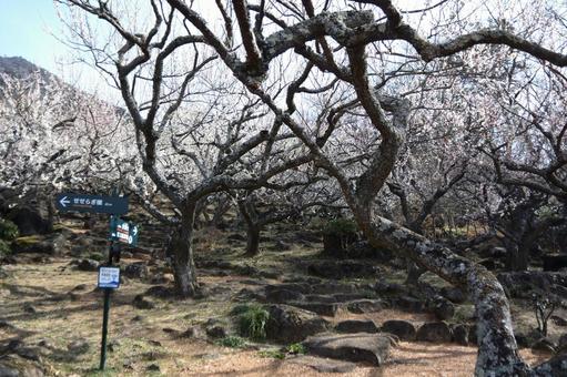 筑波山梅林 筑波山梅林の写真