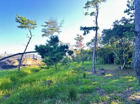 松林 松林の写真