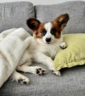 お犬様 お犬様の写真