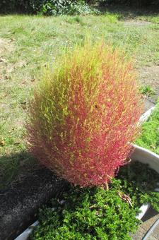 コキア コキア,植物,ピンク色の写真素材