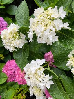 白とピンクの紫陽花 白とピンクの紫陽花の写真