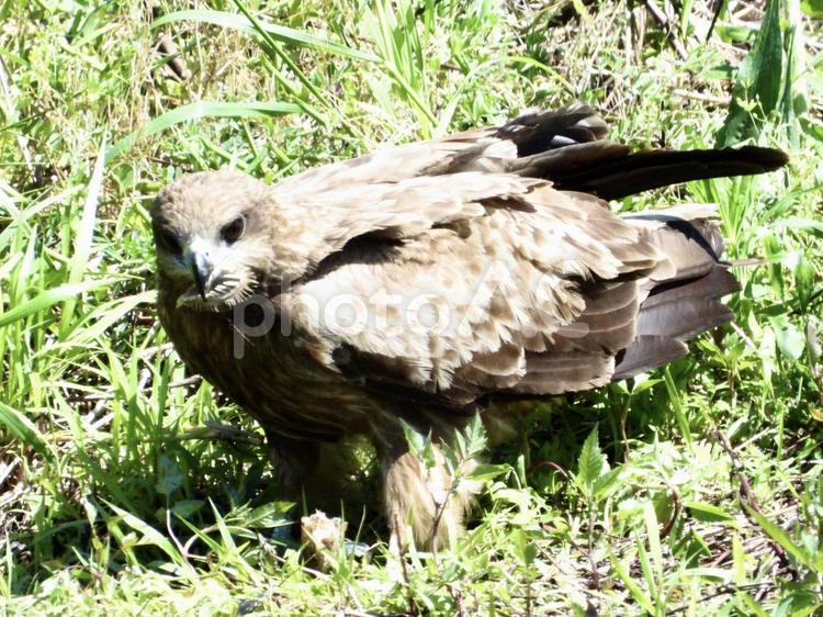 魚の骨を咥えるトビ 鳥,野鳥,トビの写真素材