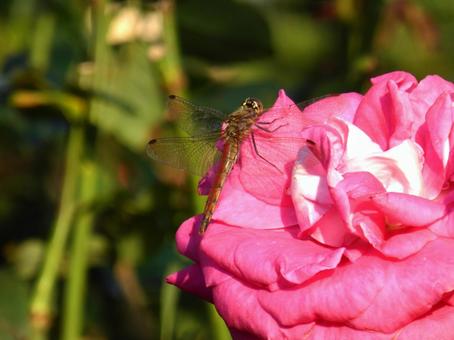 バラの花に止まるメスのアキアカネ アキアカネ,蜻蛉,虫の写真素材
