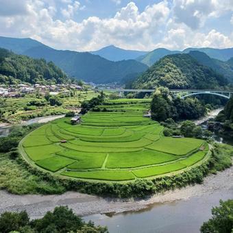あらぎ島 稲,米,中洲の写真素材