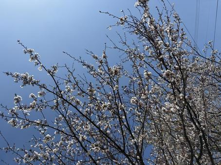 桜 桜 さくら,春,空の写真素材