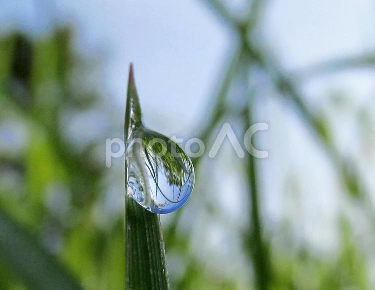 水滴と緑の葉と朝日（Water drops） 水滴,すいてき,しずくの写真素材