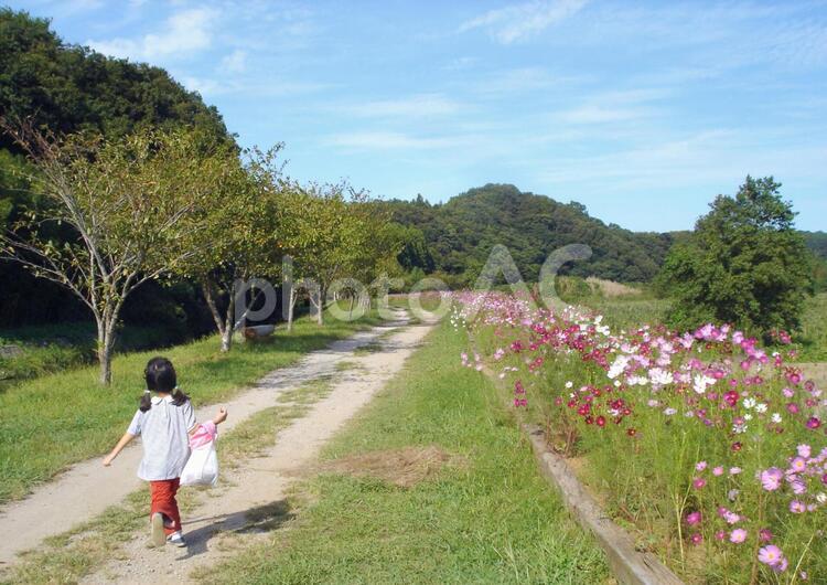 コスモスのある道と女の子 コスモス,コスモスロード,女の子の写真素材