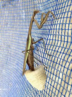 カマキリの産卵 カマキリの産卵の写真