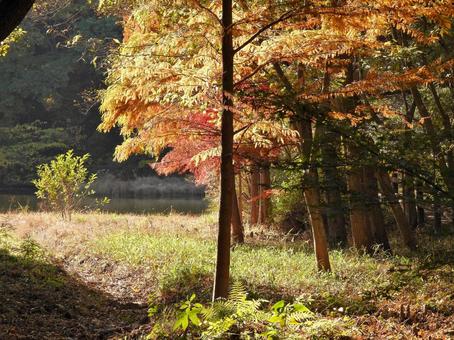 ミクルマ池そばの雑木林 風景,森林,紅葉の写真素材