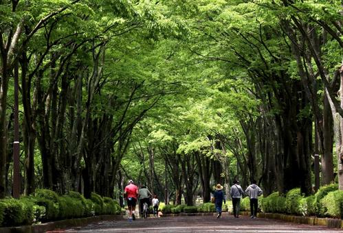 Image of green park, JPG Image of green park, park, green, natural, JPG