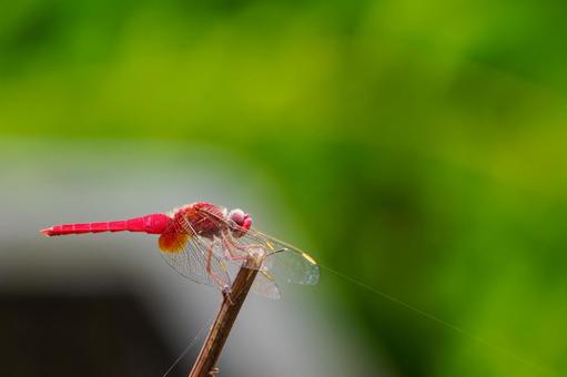 ショウジョウトンボ⒁ 昆虫,ショウジョウトンボ,生き物の写真素材