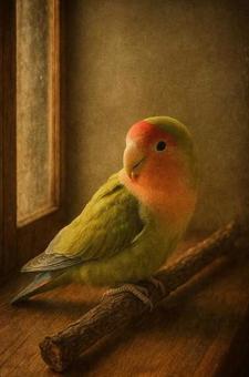 アンティーク調のコザクラインコ アンティーク調のコザクラインコの写真