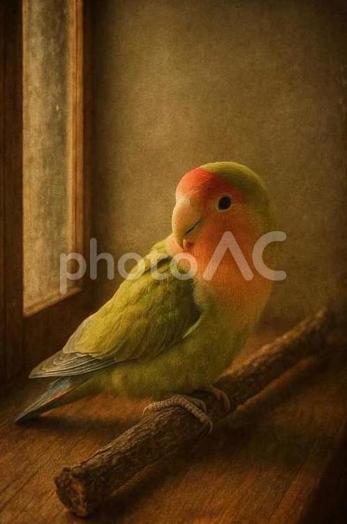 アンティーク調のコザクラインコ 可愛い,ペット,もふもふの写真素材