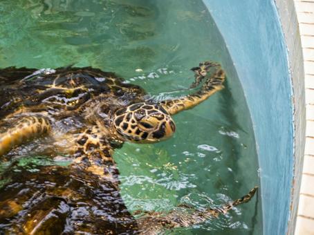 優雅に泳ぐウミガメ 優雅に泳ぐウミガメの写真