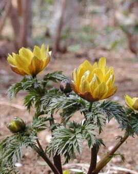 フクジュソウ・福寿草の写真