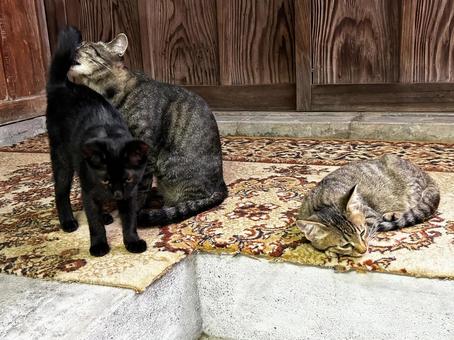 シッポを毛繕いしてあげる母猫 シッポを毛繕いしてあげる母猫 ノラ猫,子猫,サバトラ猫の写真素材