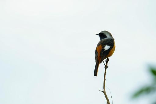 ジョウビタキの写真