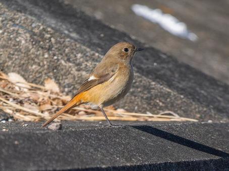 地面を歩くジョウビタキのメス 地面を歩くジョウビタキのメスの写真