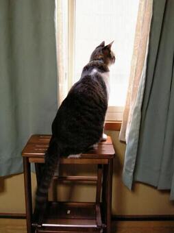 外を見る猫 外を見る猫の写真