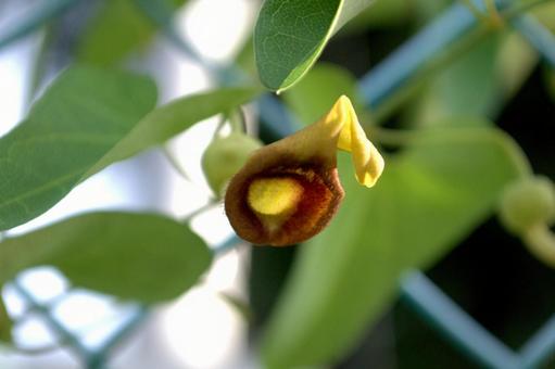 ウマノスズクサの花 ウマノスズクサの花の写真