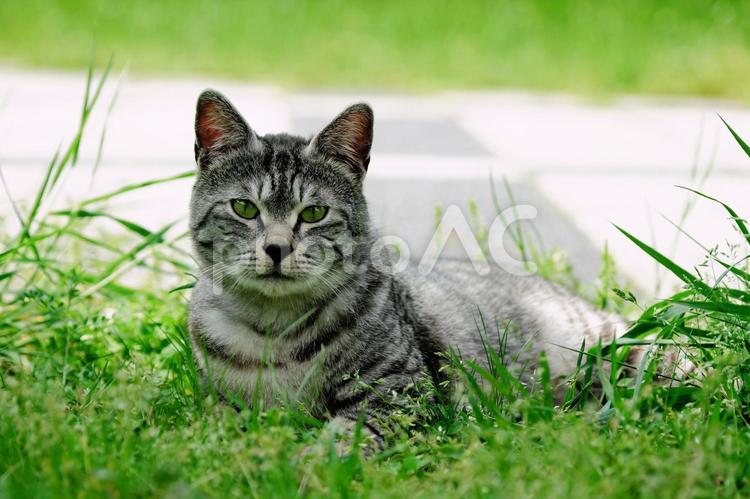白黒縞の凛々しい野良猫のポートレート 猫,ポートレート,野良猫の写真素材