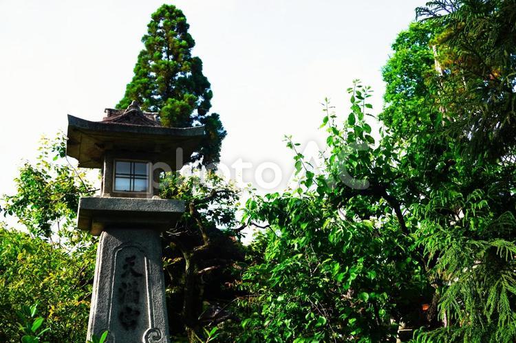 新緑と灯籠 京都,北野天満宮,神社の写真素材