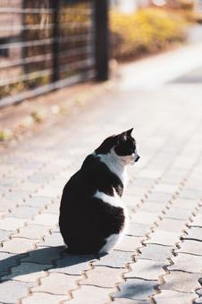 Photo, animal, cat, nora, 