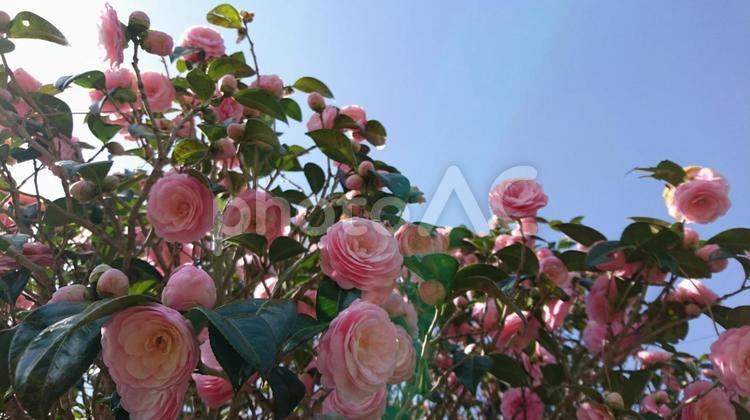 咲き誇るおとめ椿 椿,おとめ椿,満開の写真素材