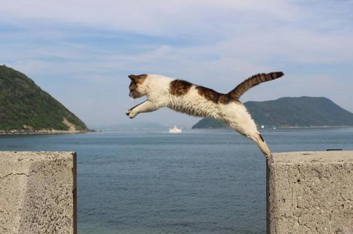 空を飛ぶ猫 空を飛ぶ猫の写真