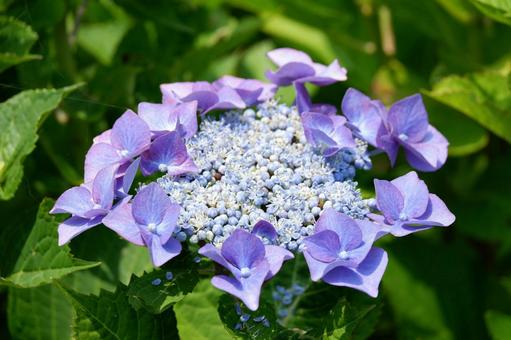 紫陽花 紫陽花の写真