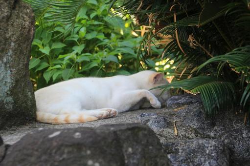 cat, JPG