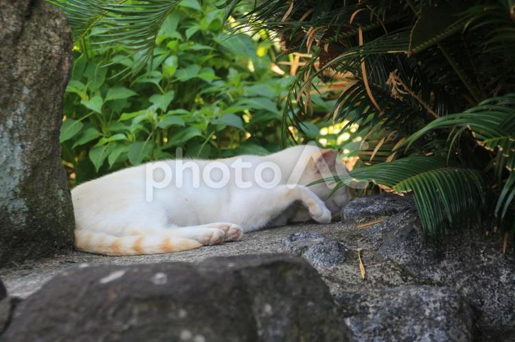 ねこ のらねこ,にゃんこ,可愛いの写真素材
