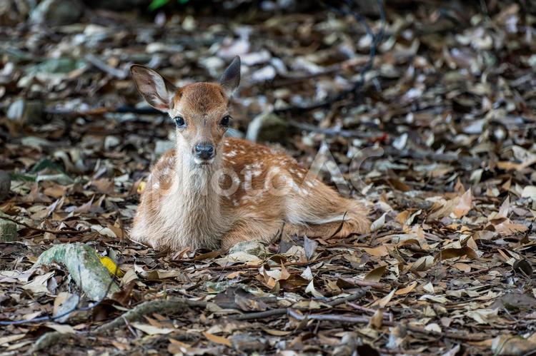 奈良-【奈良公園（飛火野）の鹿】 奈良,生き物,鹿の写真素材