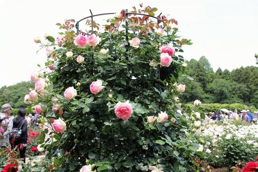 バラ・薔薇 ピエールドゥロンサール バラ・薔薇 ピエールドゥロンサールの写真
