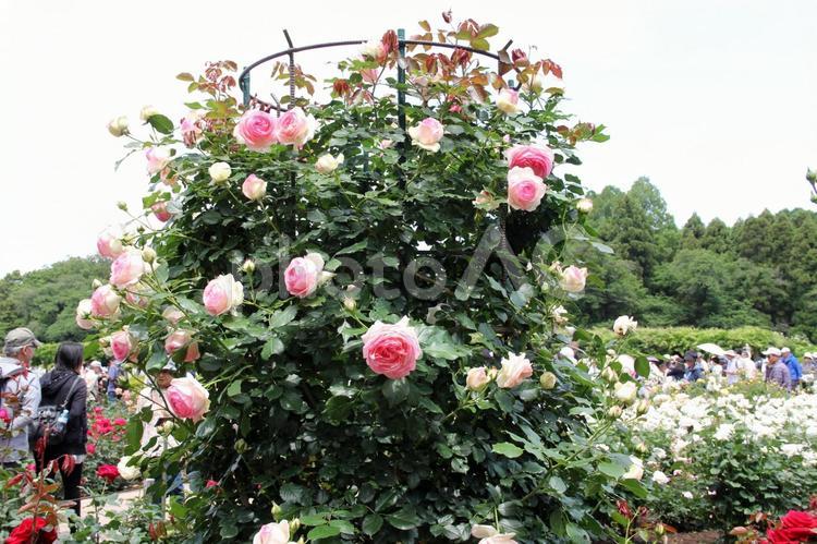 バラ・薔薇　ピエールドゥロンサール ピエールドゥロンサール,風景マクロ,殿堂入りバラの写真素材